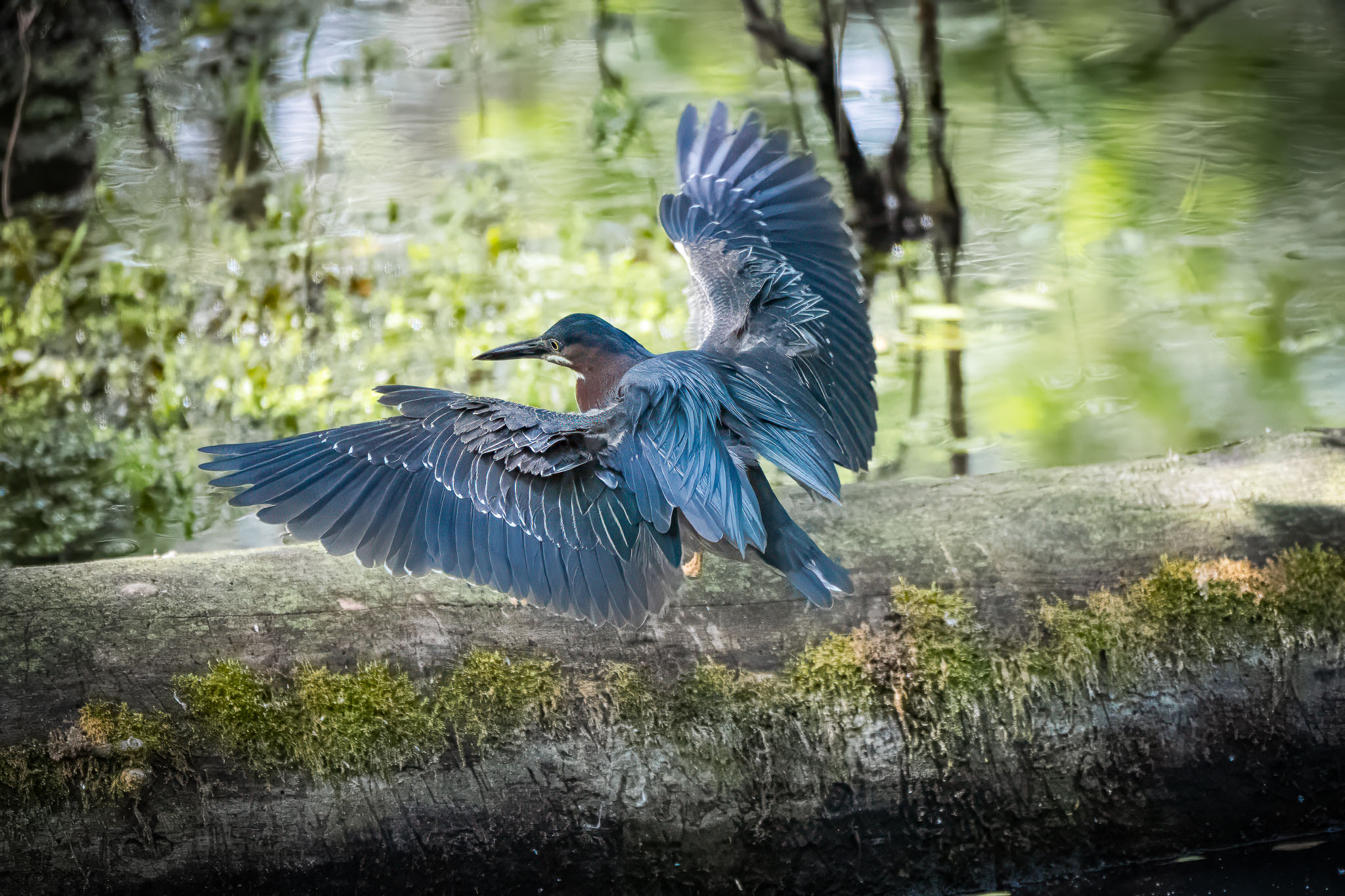 green heron