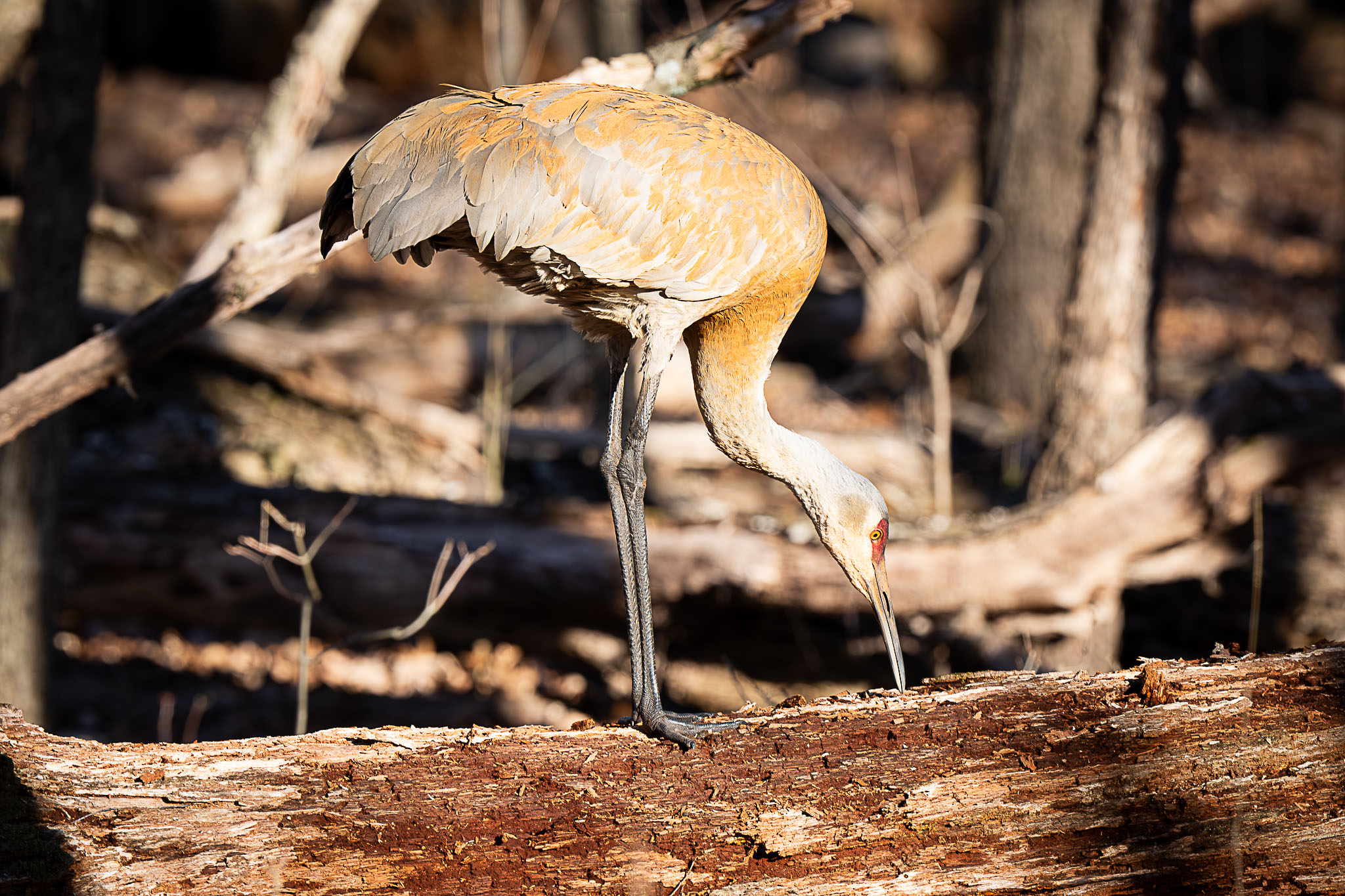sandhill crane